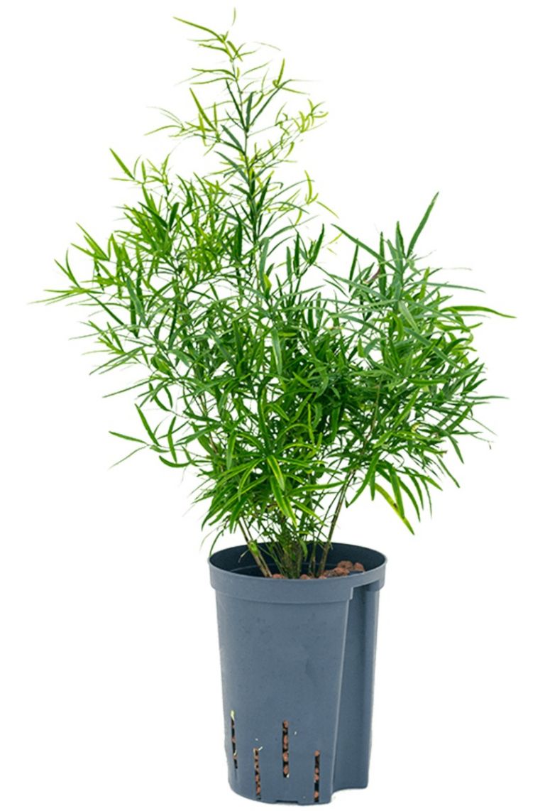 zimmerpflanze lanzettfrmige bltter Ficus Binnendijkii Alii 17cm - 60