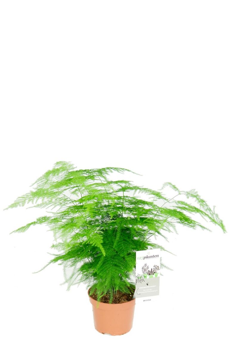 Asparagus plumosus | Zier-Spargel 35cm kaufen? - 123zimmerpflanzen