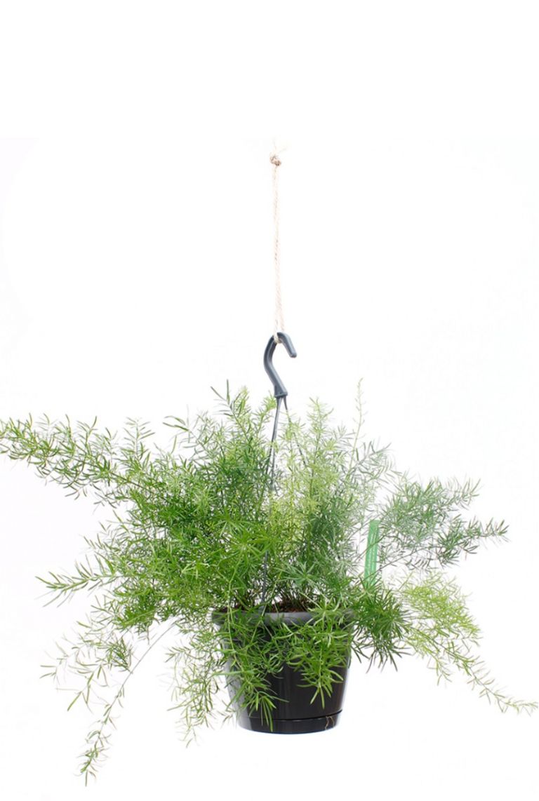 Asparagus Sprengeri | Zier-Spargel 30cm kaufen? - 123zimmerpflanzen