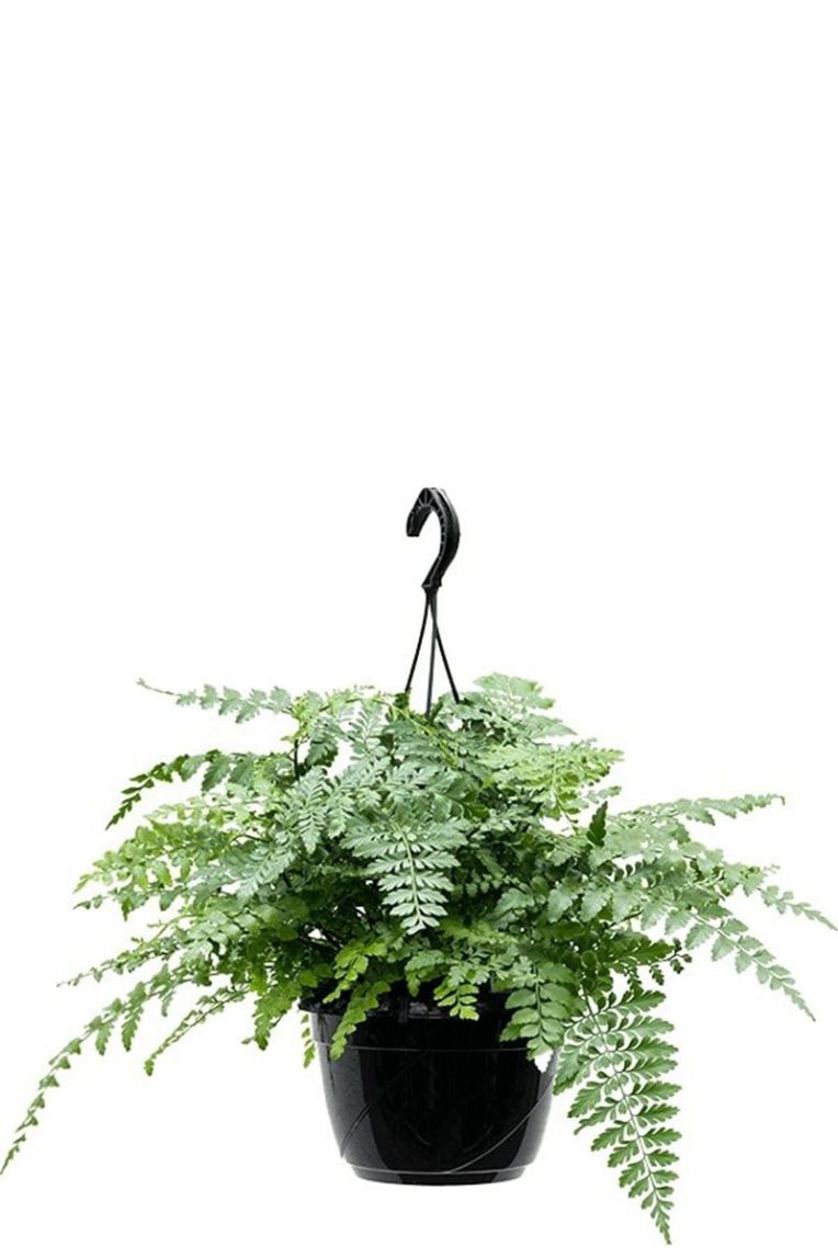 Asplenium parvati | Streifenfarne 35cm kaufen? - 123zimmerpflanzen