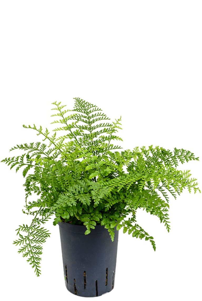 Asplenium parvati