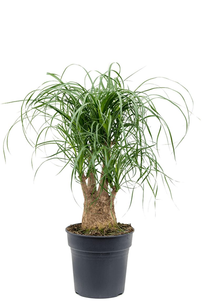 Beaucarnea Recurvata | Elefantenfu 60cm kaufen? - 123zimmerpflanzen