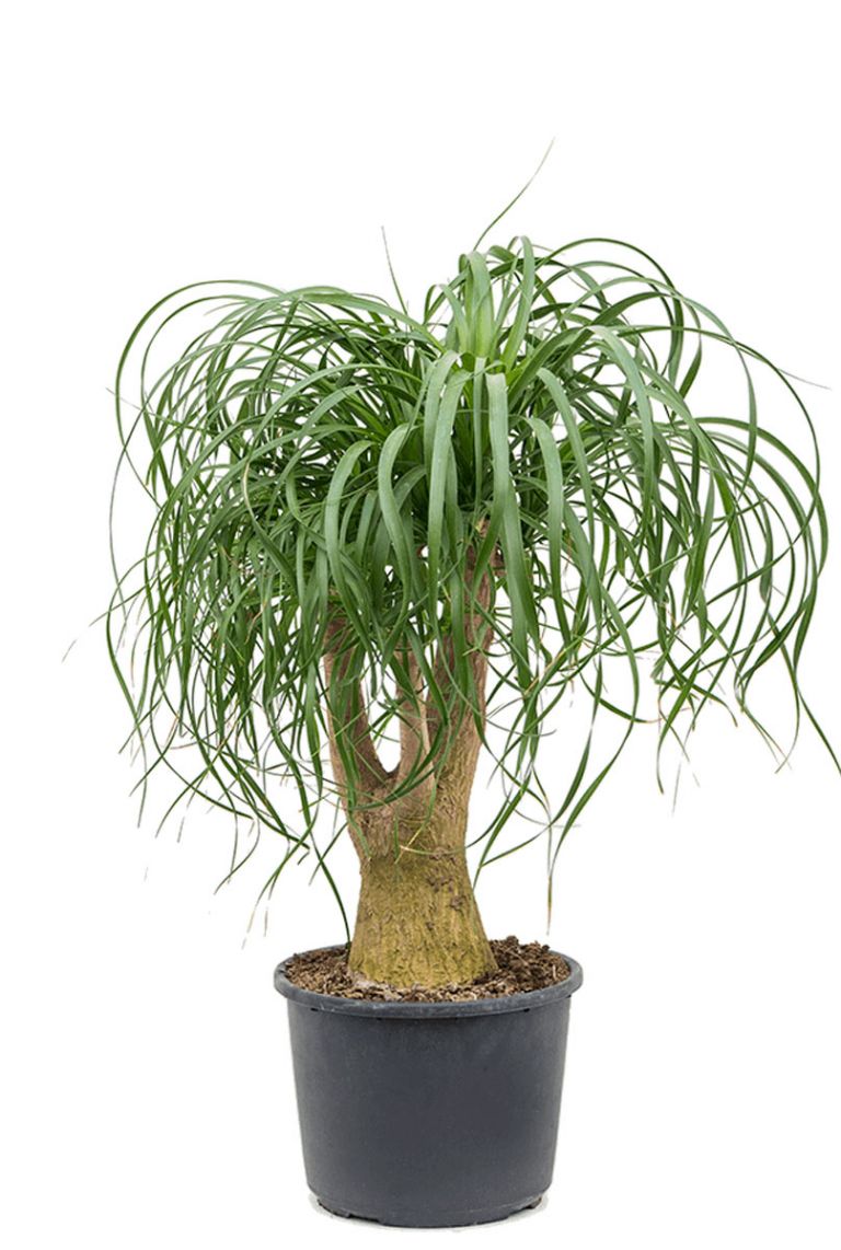 philodendron florida ghost variegata 4” Philodendron 'Florida Ghost' – Canopy Plant Co main image 0
