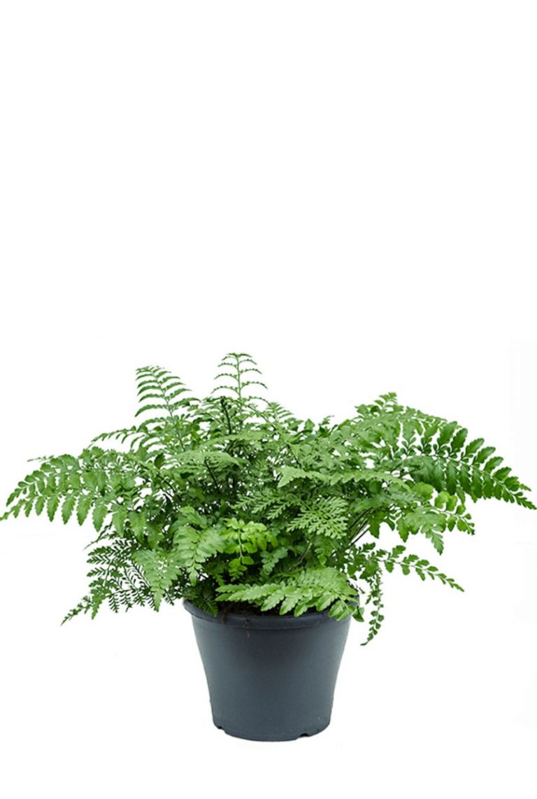 kentia palme topfgröße Kentia palm | 160 cm | Online kaufen main image 0
