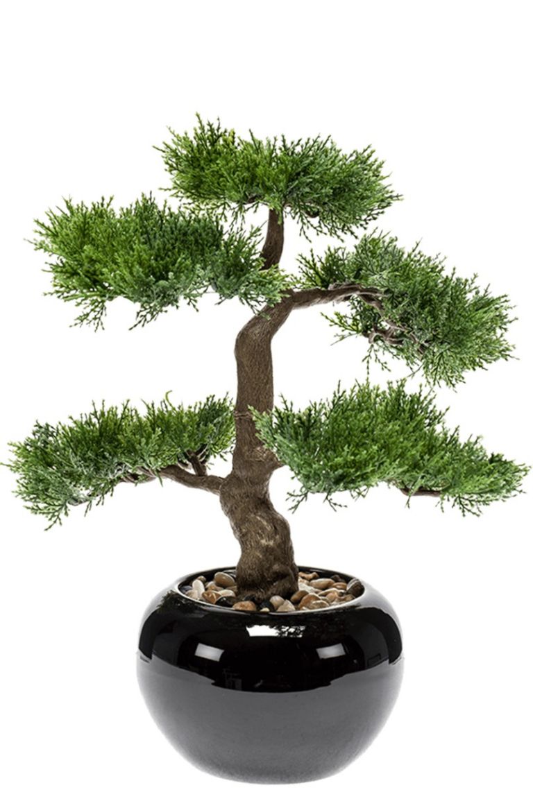 Bonsai Cedar Kunstpflanzen von 34cm kaufen?- 123zimmerpflanzen
