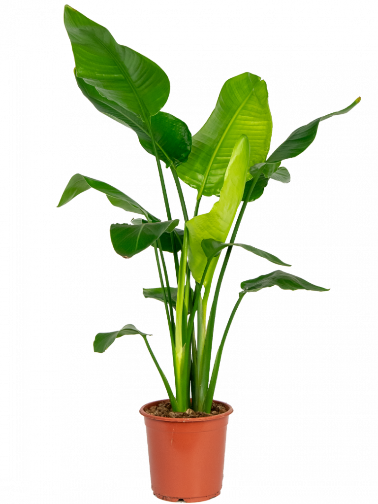 Strelitzia nicolai | Paradiesvogelblume 90cm kaufen? - 123zimmerpflanzen