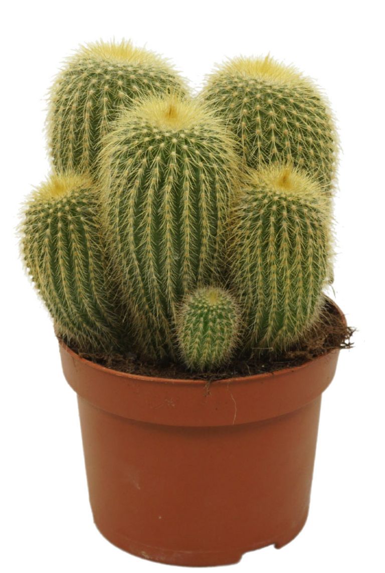 Eriocactus Leninghausii | Pachycereus 15cm kaufen? - 123zimmerpflanzen