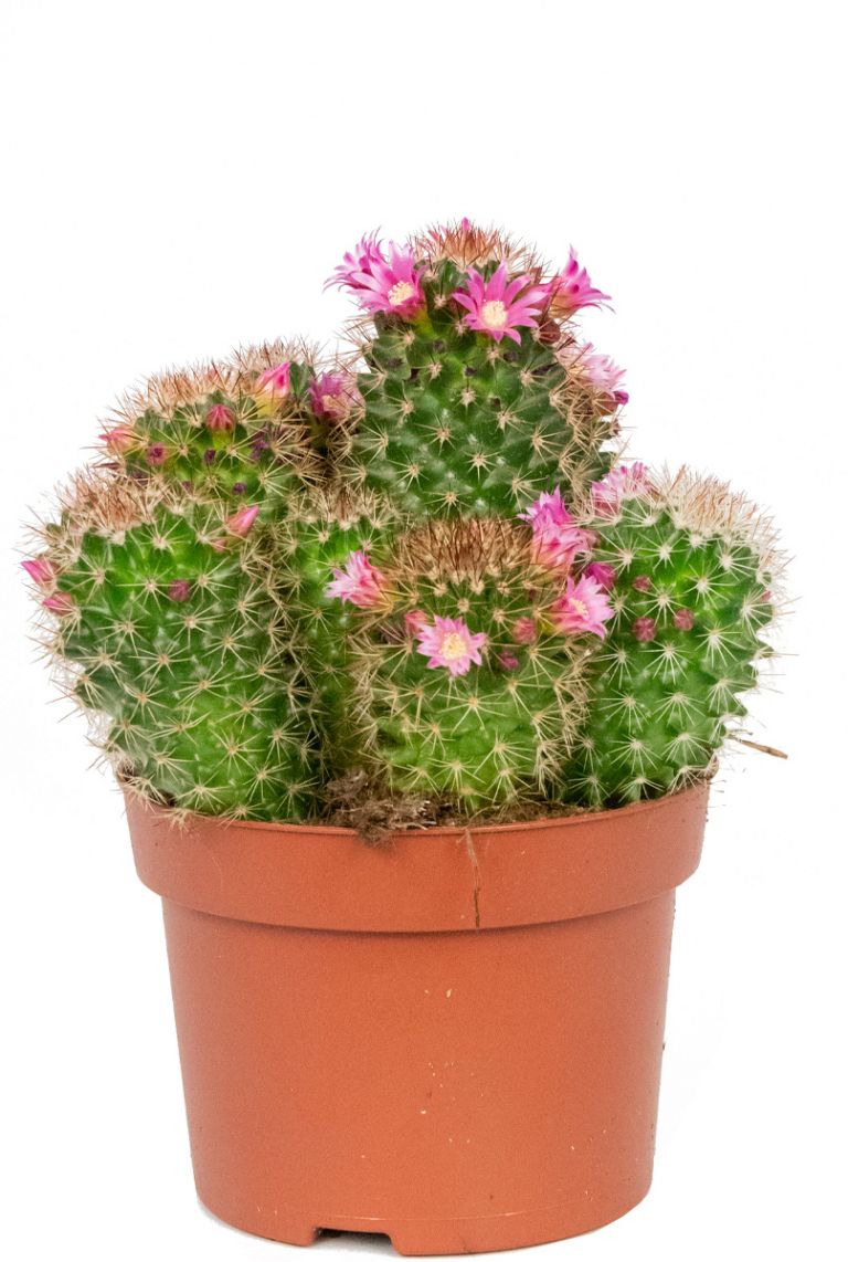 Mammillaria Ernestii | Pachycereus 15cm kaufen? - 123zimmerpflanzen