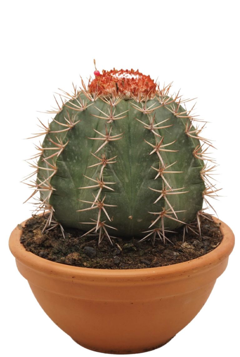 Melocactus Bahiensis