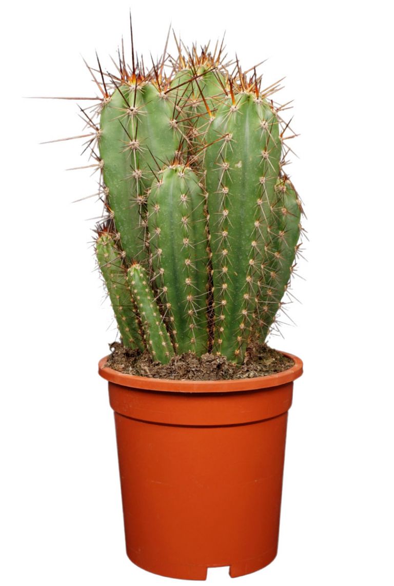 magenta dracaena plant voelk-art-plants-house-plants-default-title-6-inch-pot-15-inch-tall-dracaena -marginata-magenta-madagascar-dragon-tree-live-indoor-plant-easy-care-get- main image 0