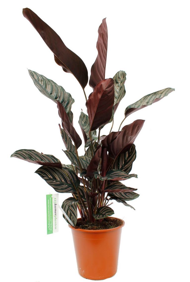Calathea Ornata | Pfeilwurze 50cm kaufen? - 123zimmerpflanzen