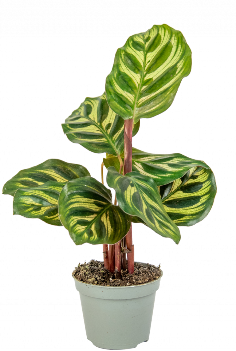 Calathea Makoyana | Stecklinge 12cm kaufen? - 123zimmerpflanzen