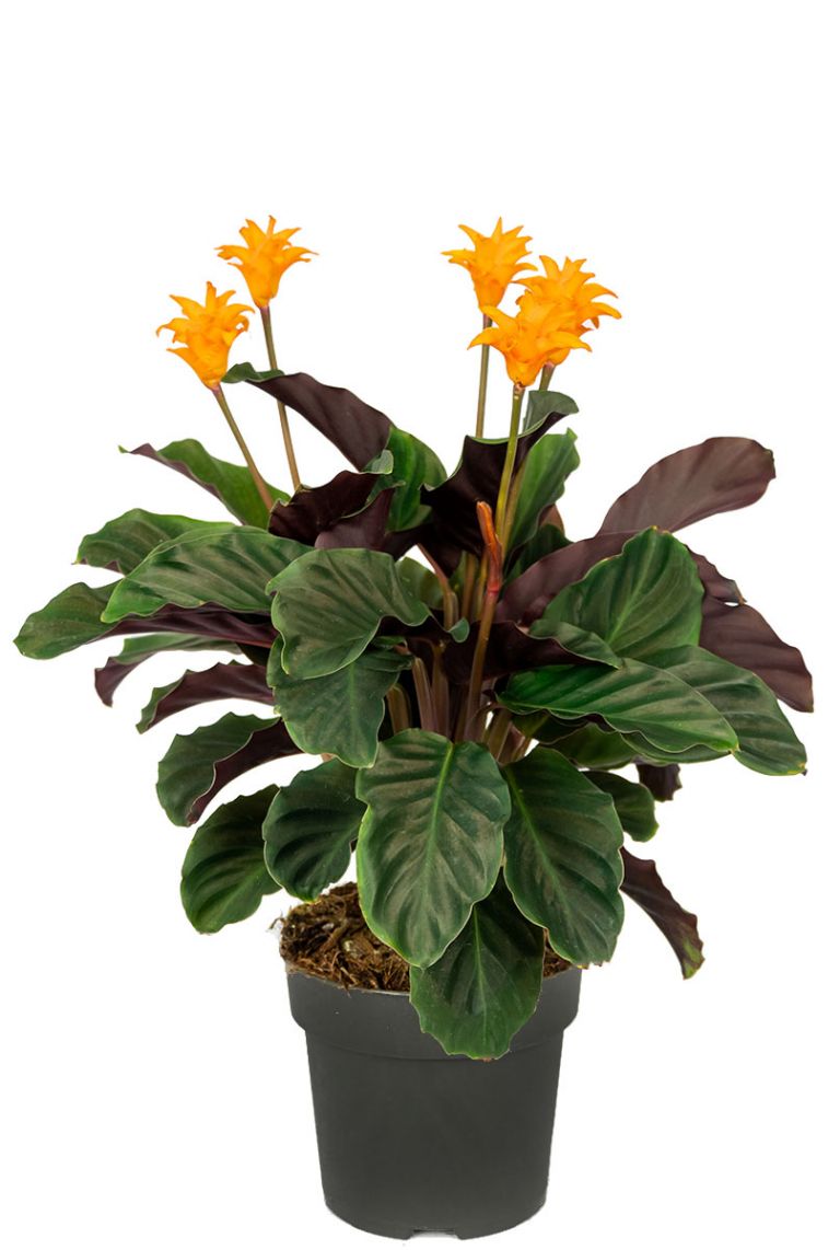 Calathea crocata | Pfeilwurze 40cm kaufen? - 123zimmerpflanzen