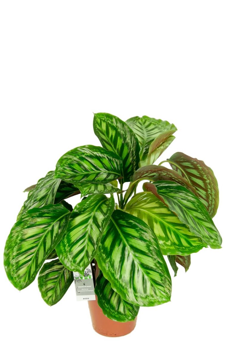 Calathea Flamestar | Pfeilwurze 75cm kaufen? - 123zimmerpflanzen