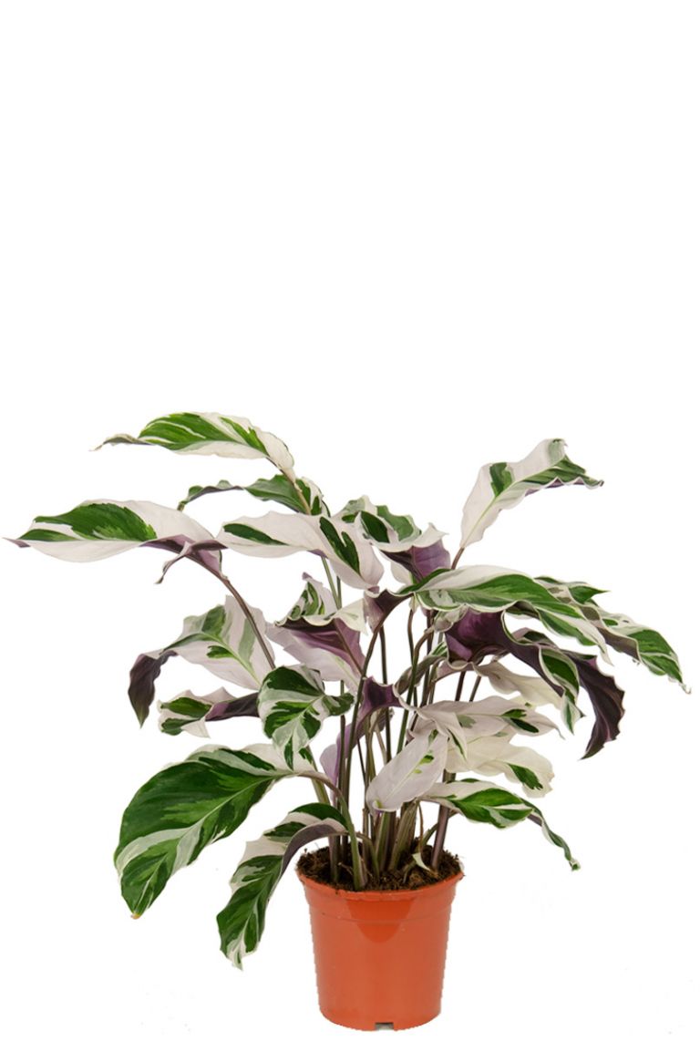 Calathea Fusion White | Pfeilwurze 35cm kaufen? - 123zimmerpflanzen