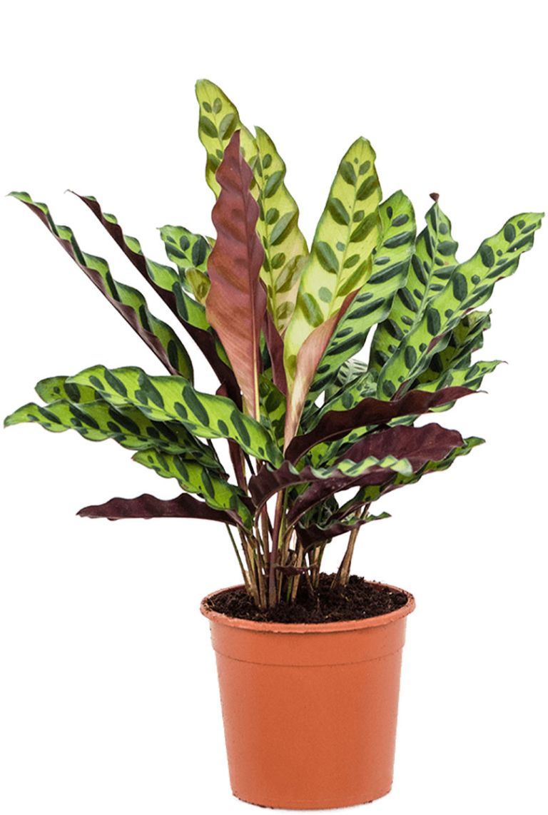 dracaena surculosa verliert blätter Bambus-Drachenbaum