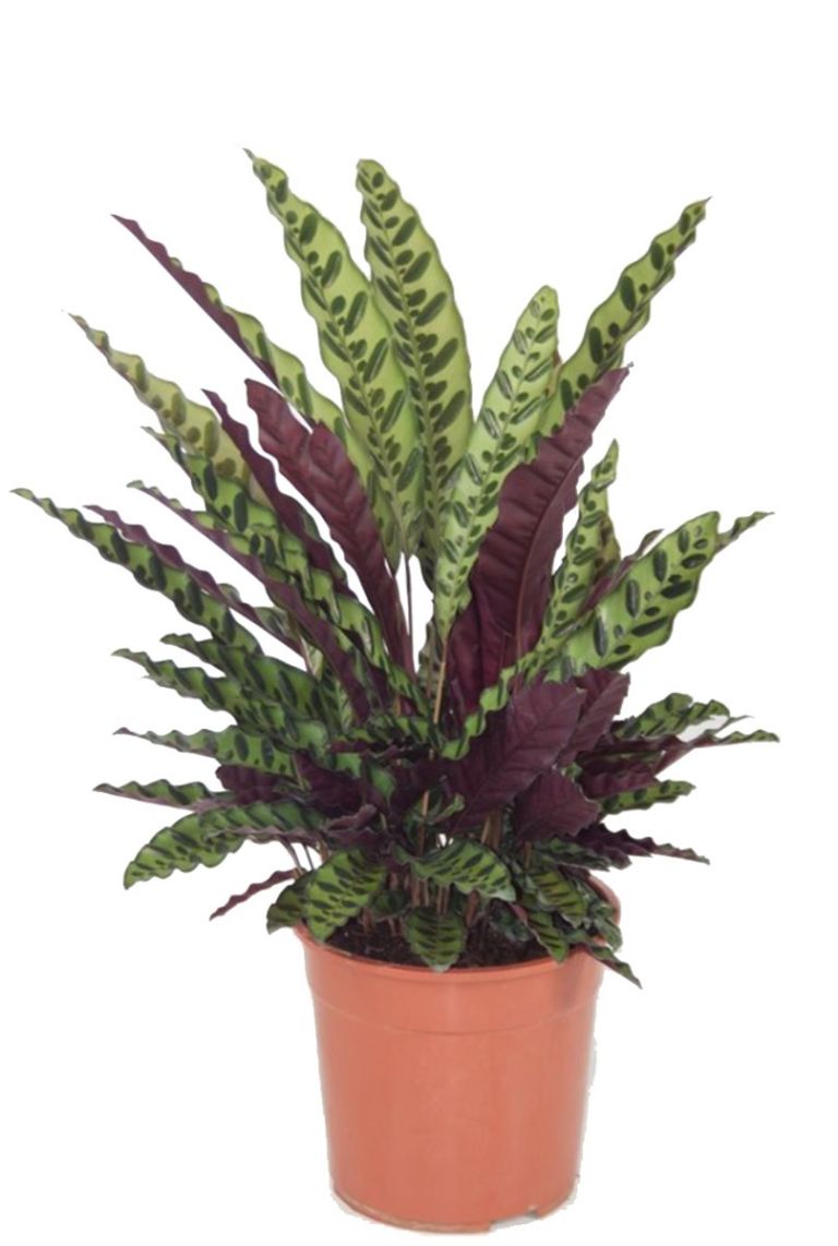 ficus bonsai pflege schnitt Ficus retusa