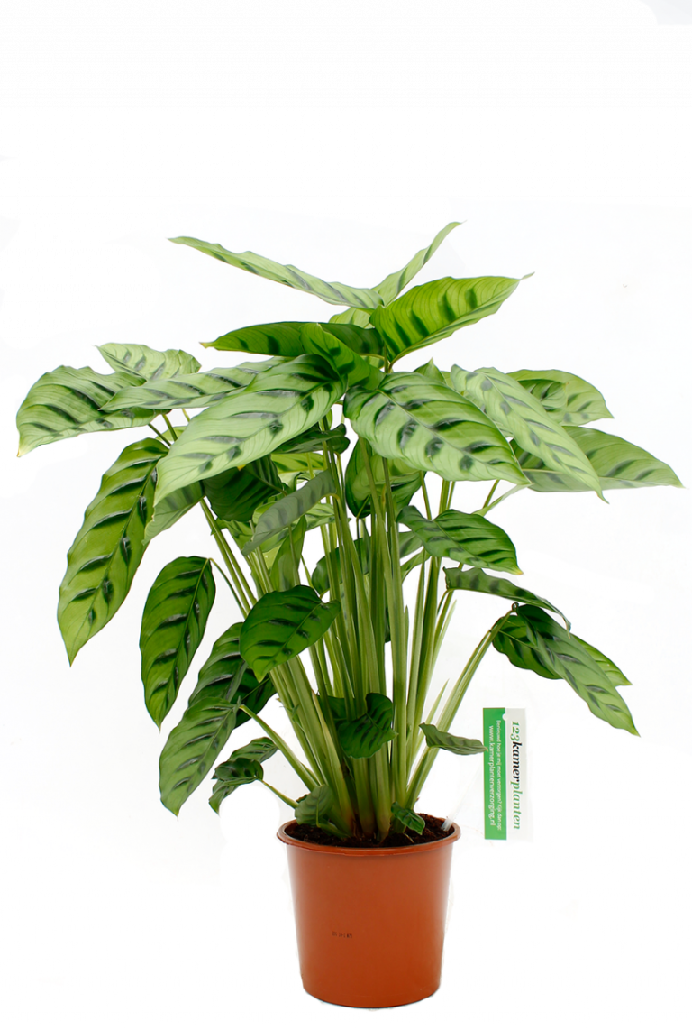 dracaena surculosa giftig Dracaena surculosa - Quality Houseplants | Hortology main image 0