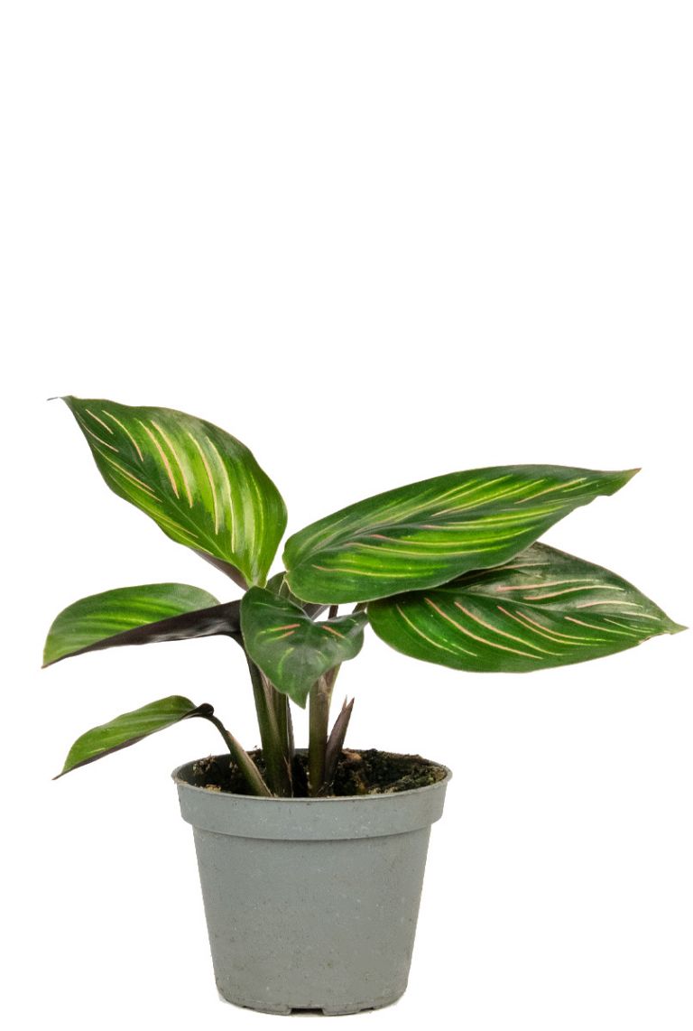 palme drachenbaum Drachenbaum kaufen - Dracaena Marginata Zimmerpflanze Ø:21 H:120 cm main image 1