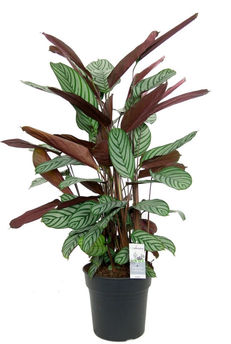 small dracaena Live Small size Dracaena Marginata main image 1