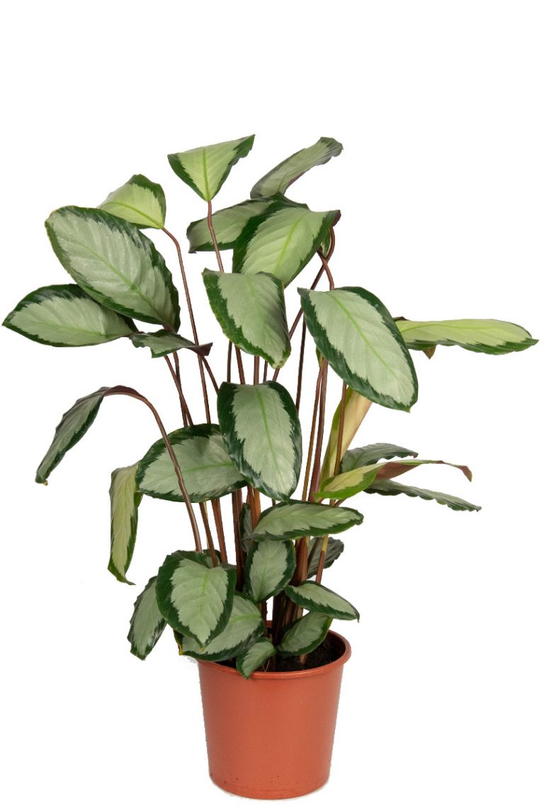 Calathea picturata | Pfeilwurze 65cm kaufen? - 123zimmerpflanzen