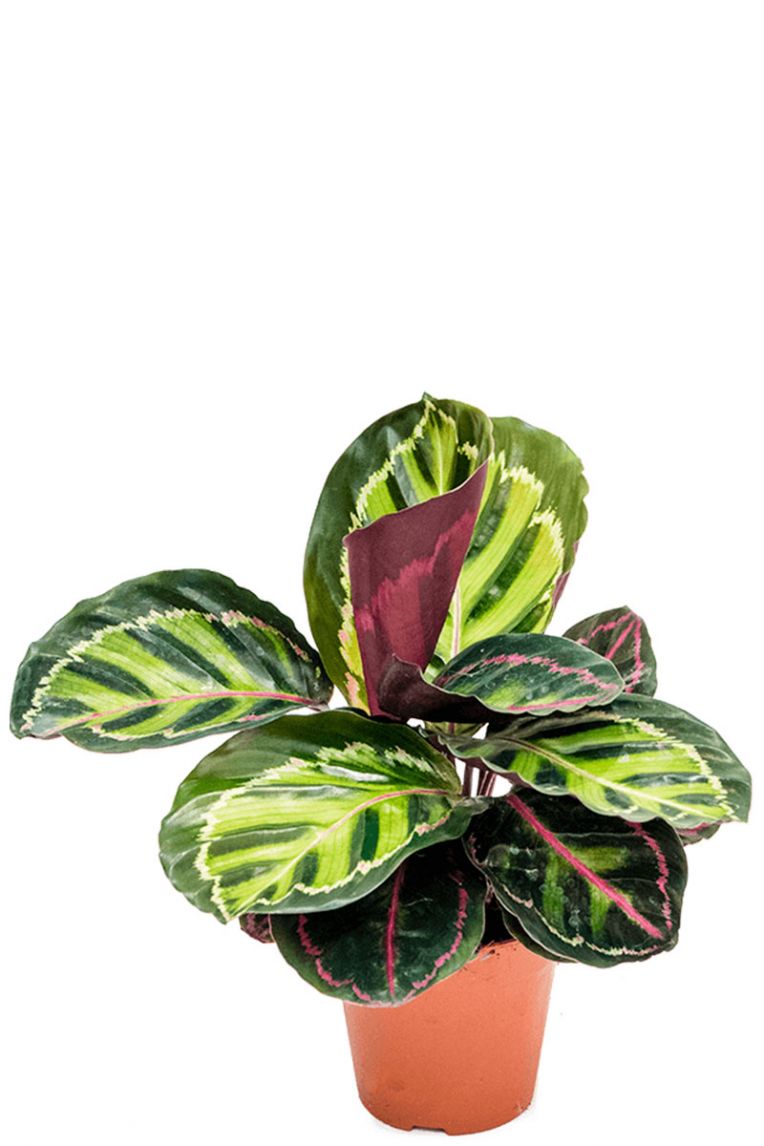 ficus bonsai kaufen Ficus microcarpa 'Ginseng' | Ficus Bonsai main image 0