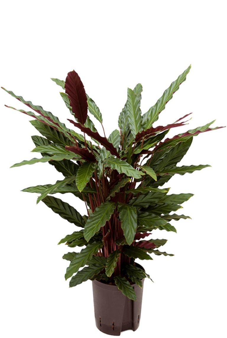 Calathea rufibarba wavestar Hydrokulturpflanze von 80cm kaufen? -  123zimmerpflanzen