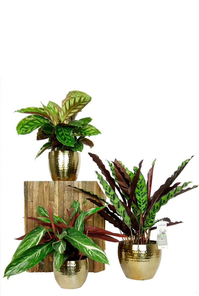 Calathea plantenset - 123zimmerpflanzen