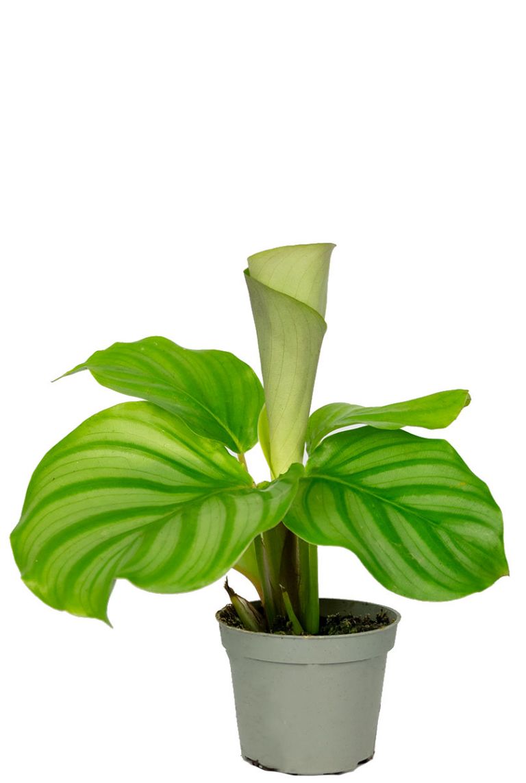 Calathea orbifolia | Stecklinge 20cm kaufen? - 123zimmerpflanzen