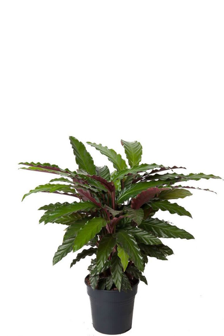 dracena kaufen Drachenbaum 'Janet Lind' kaufen main image 1