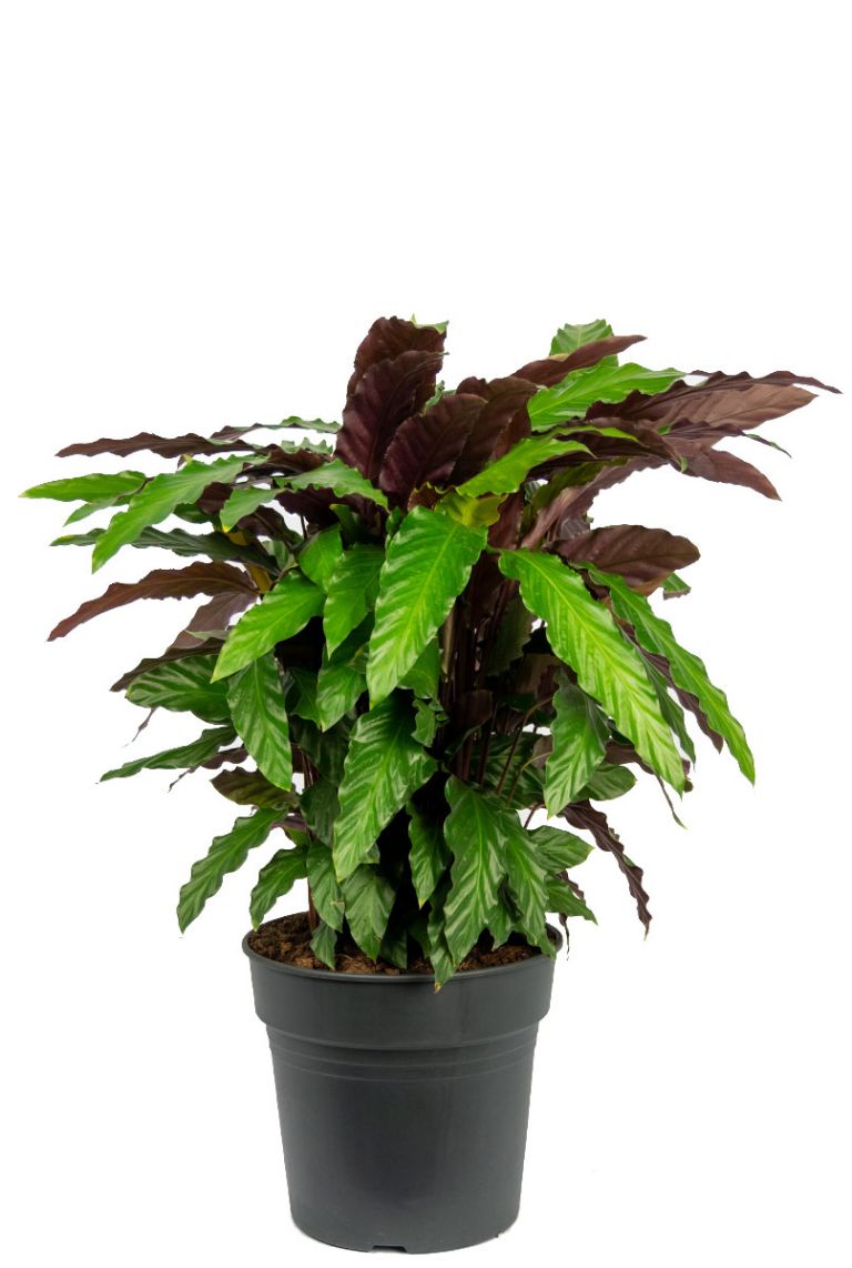 dracena green jewel Dracaena 'Green Jewel' (24cm pot) main image 1