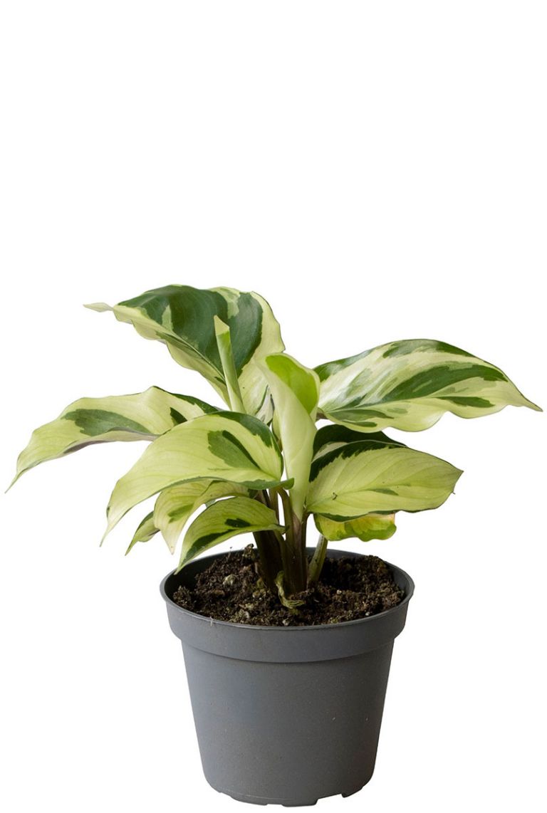 Calathea Yellow Miracle | Pfeilwurze 15cm kaufen? - 123zimmerpflanzen