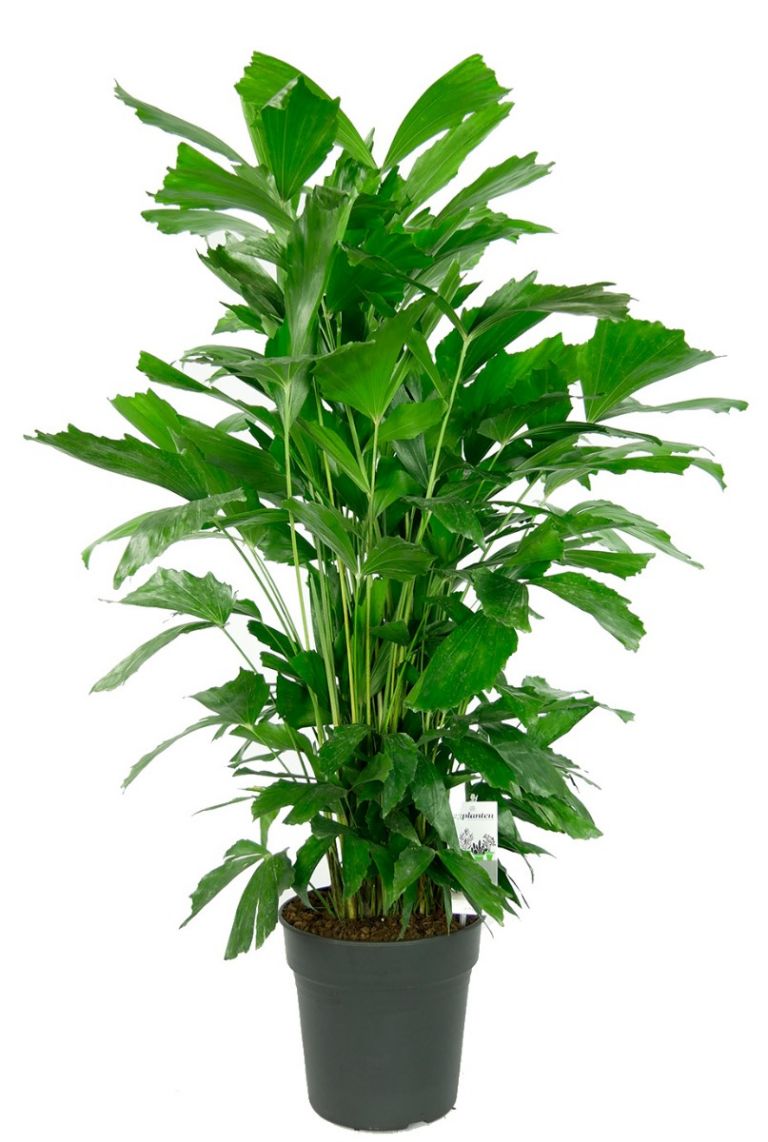 plantura zimmerpflanzen dünger Bio-Blumendünger