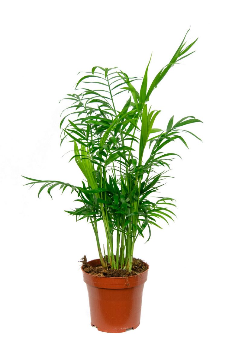 Chamaedorea elegans | Bergpalme 35cm kaufen? - 123zimmerpflanzen