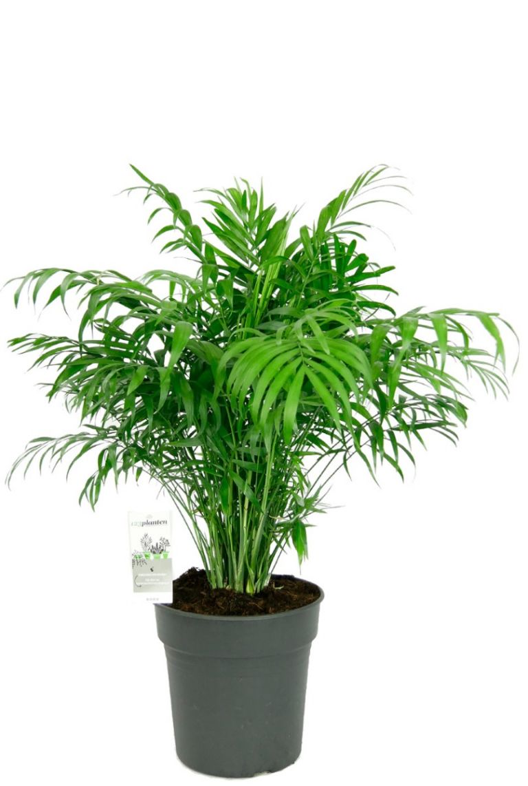 Chamaedorea elegans | Mexicaanse Dwergpalm 120cm kaufen? - 123zimmerpflanzen