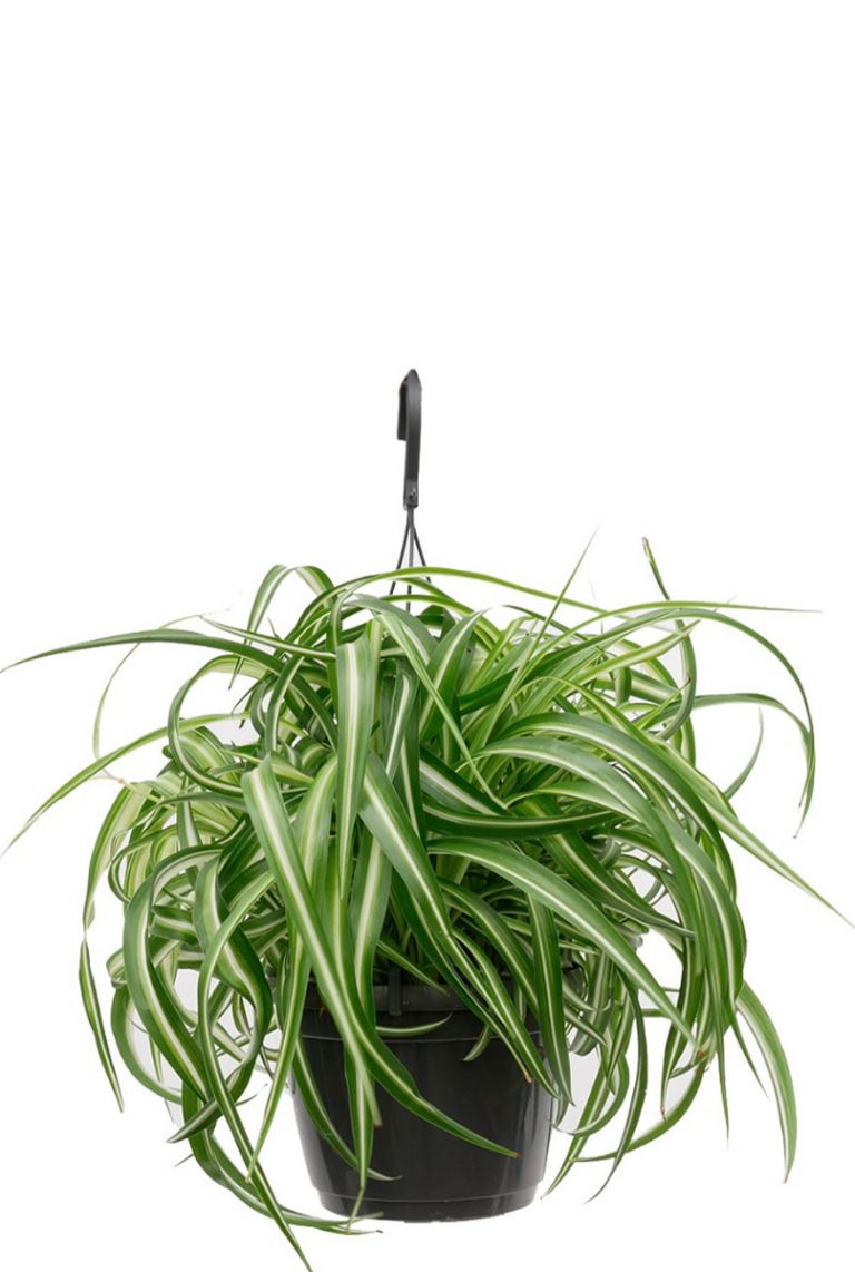 monstera long stem Monstera deliciosa – Magic Valley Gardens main image 0
