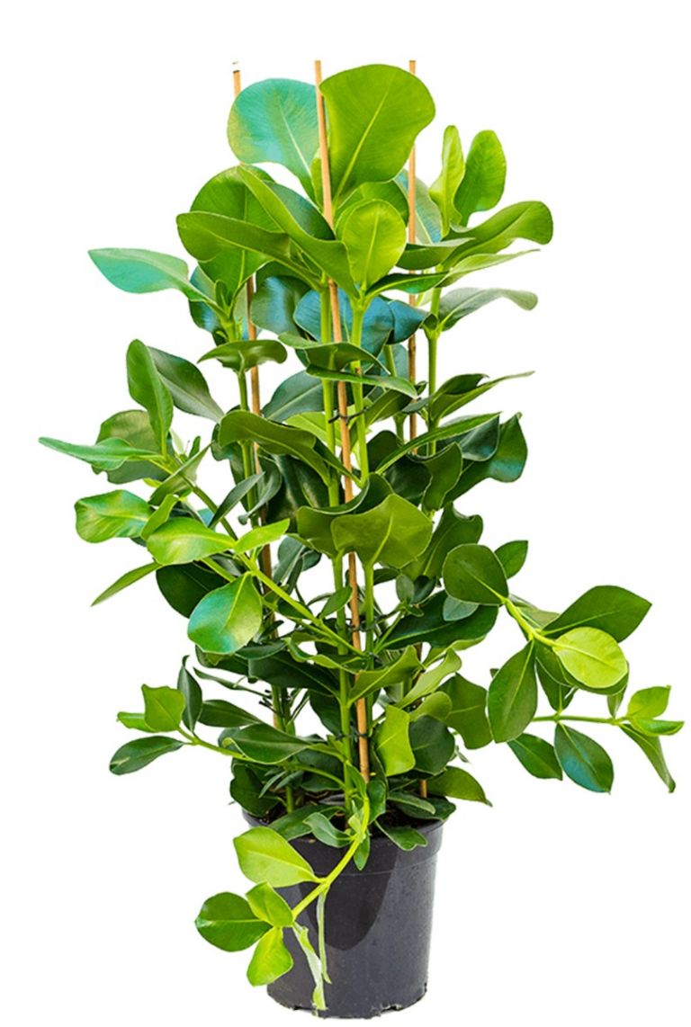 Clusia rosea | Balsamapfel 130cm kaufen? - 123zimmerpflanzen