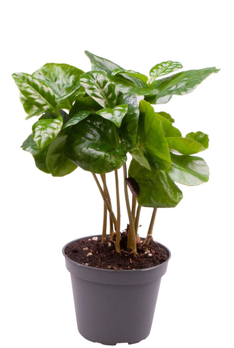 kunstpflanze zur wandmontage Kunstpflanzen Wand Eukalyptus 50x50 cm UV – Easyplants Deutschland