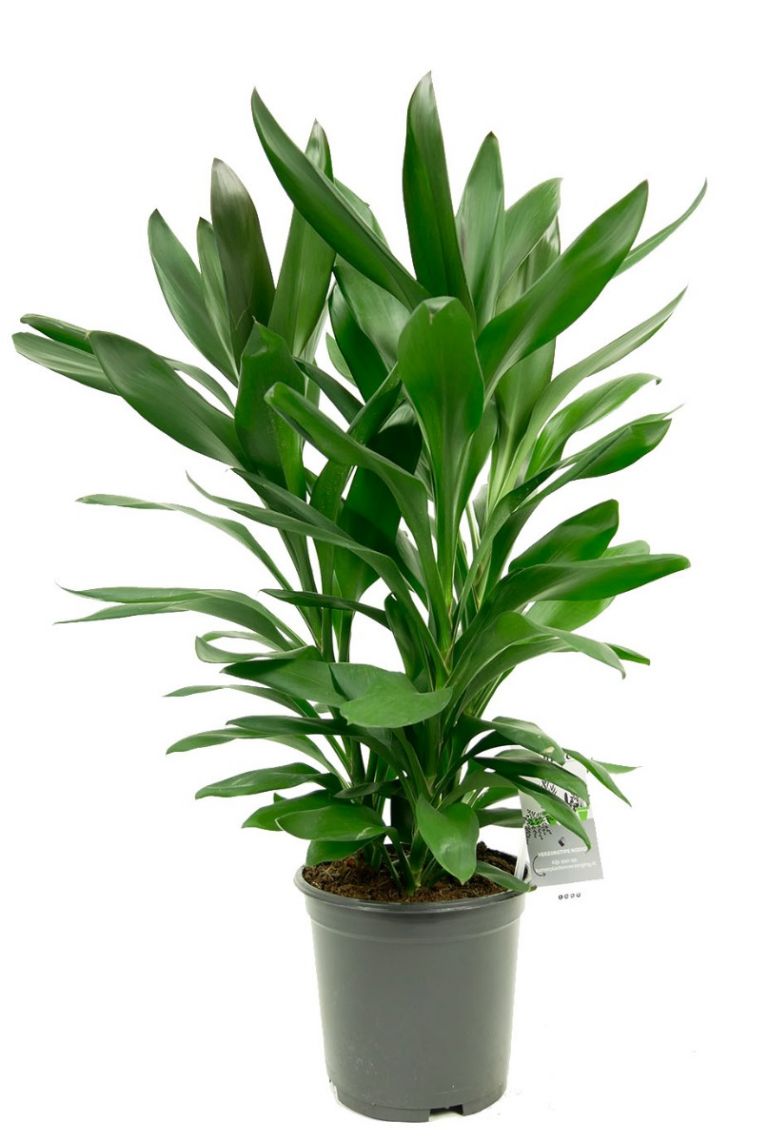 Cordyline Glauca | Keulenlilie 55cm kaufen? - 123zimmerpflanzen