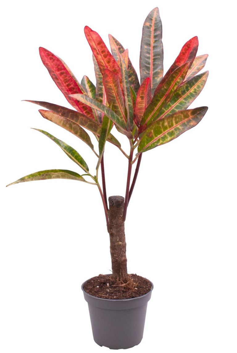 Croton variegatum Excellent | Stecklinge 27cm kaufen? - 123zimmerpflanzen