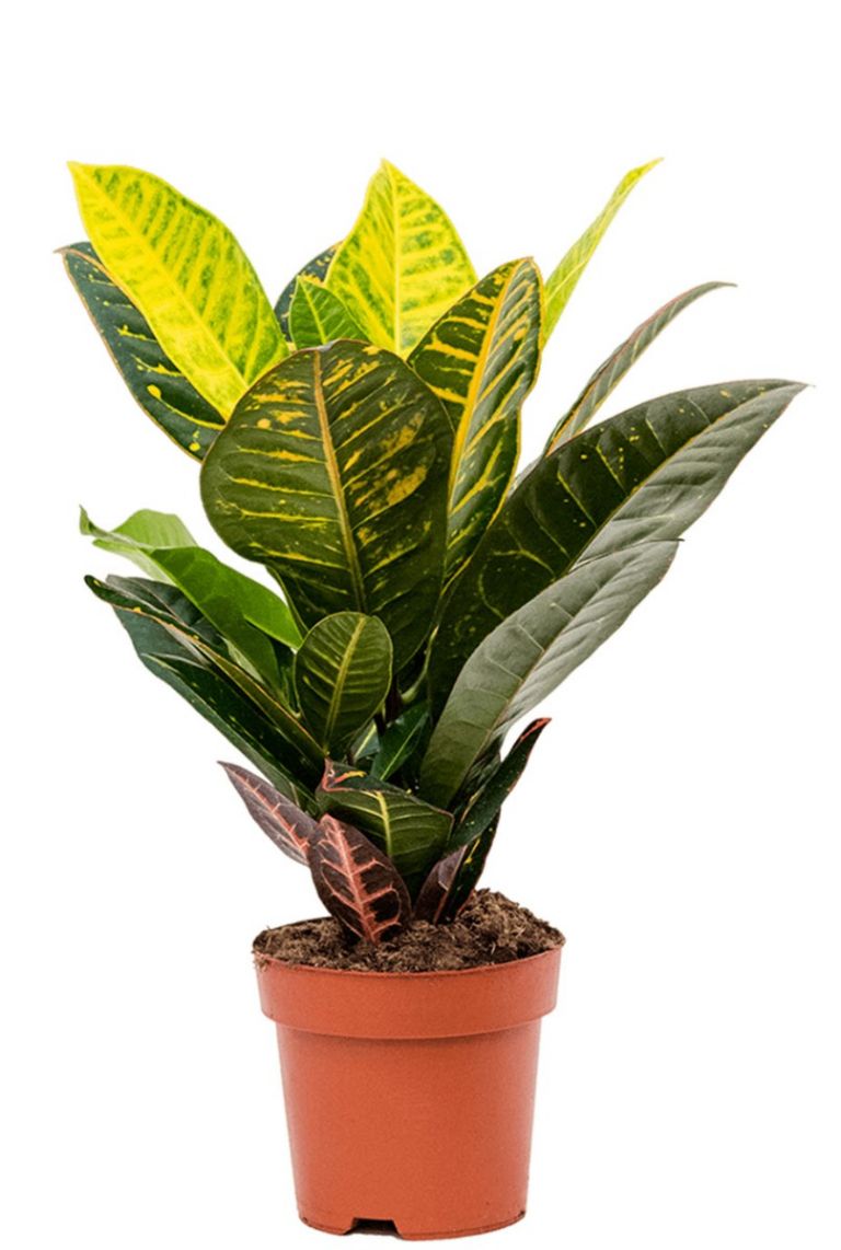 Croton (codiaeum) petra | Wunderstrauch 45cm kaufen? - 123zimmerpflanzen