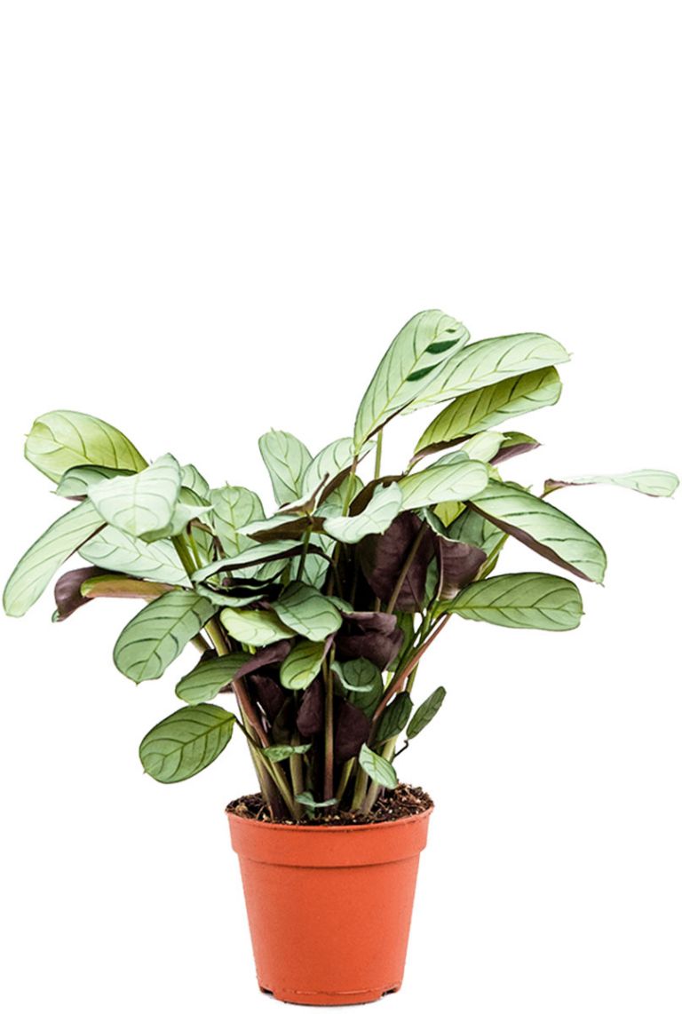 kaktus świąteczny Schlumbergera „Gold Charm” – kaktus bożonarodzeniowy z żółtymi kwiatami –  Secret Garden Plant Shop