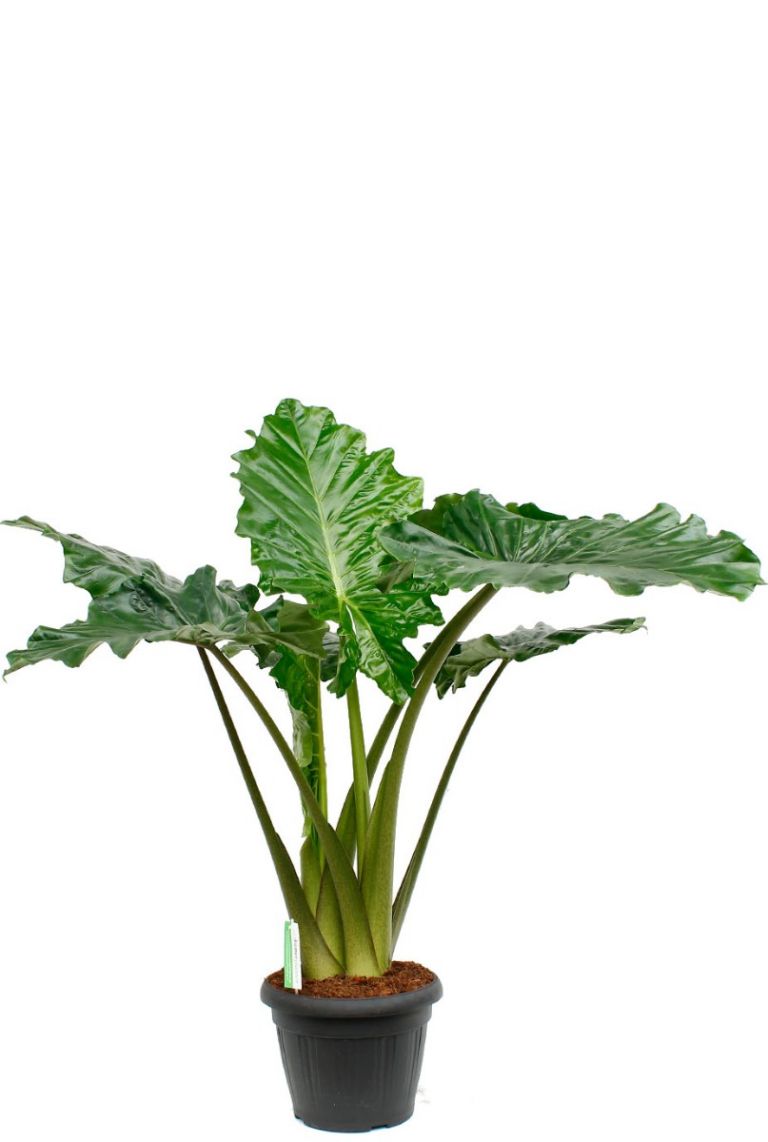Alocasia Portadora | Elefantenohr 150cm kaufen? - 123zimmerpflanzen