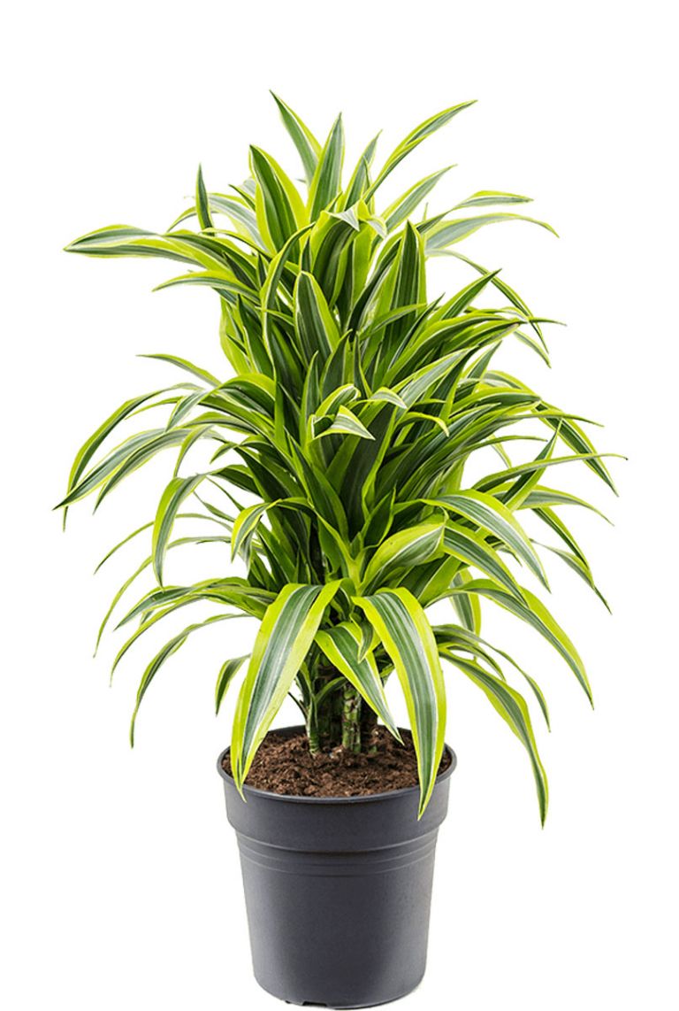 drachenbaum schädlinge weiß Drachenbaum (Dracaena marginata) – 55–130 cm main image 1