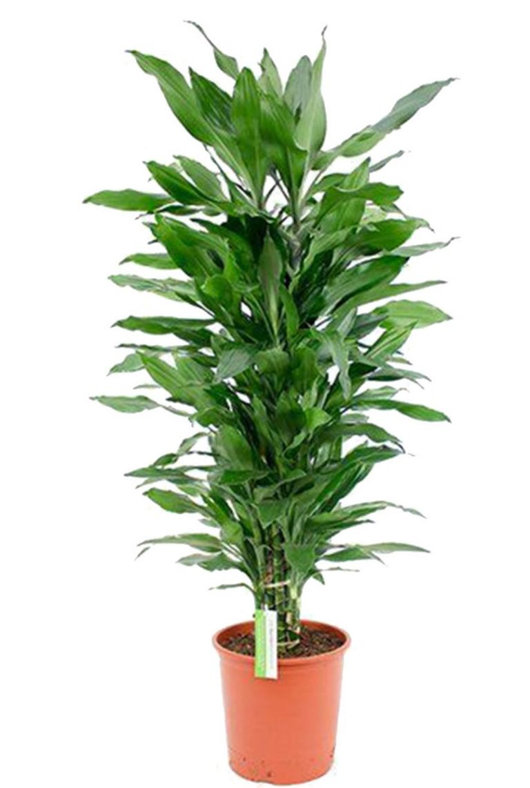 Dracaena Janet Lind | Drachenbaum 110cm kaufen? - 123zimmerpflanzen