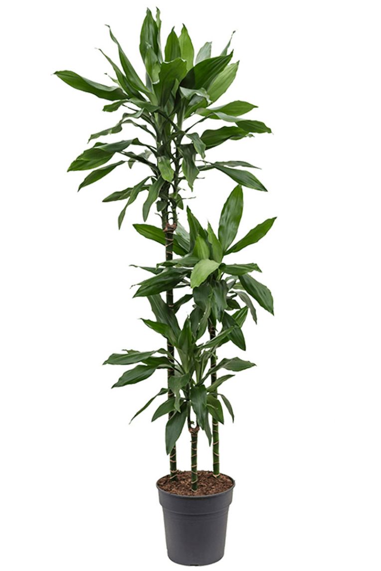 Dracaena Janet Lind | Drachenbaum 140cm kaufen? - 123zimmerpflanzen