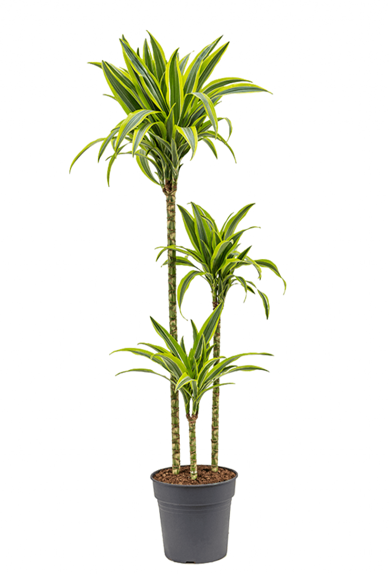 elefantenfuß verkaufen Elefantenfuß Beaucarnea Stamm kaufen | 120 cm main image 0