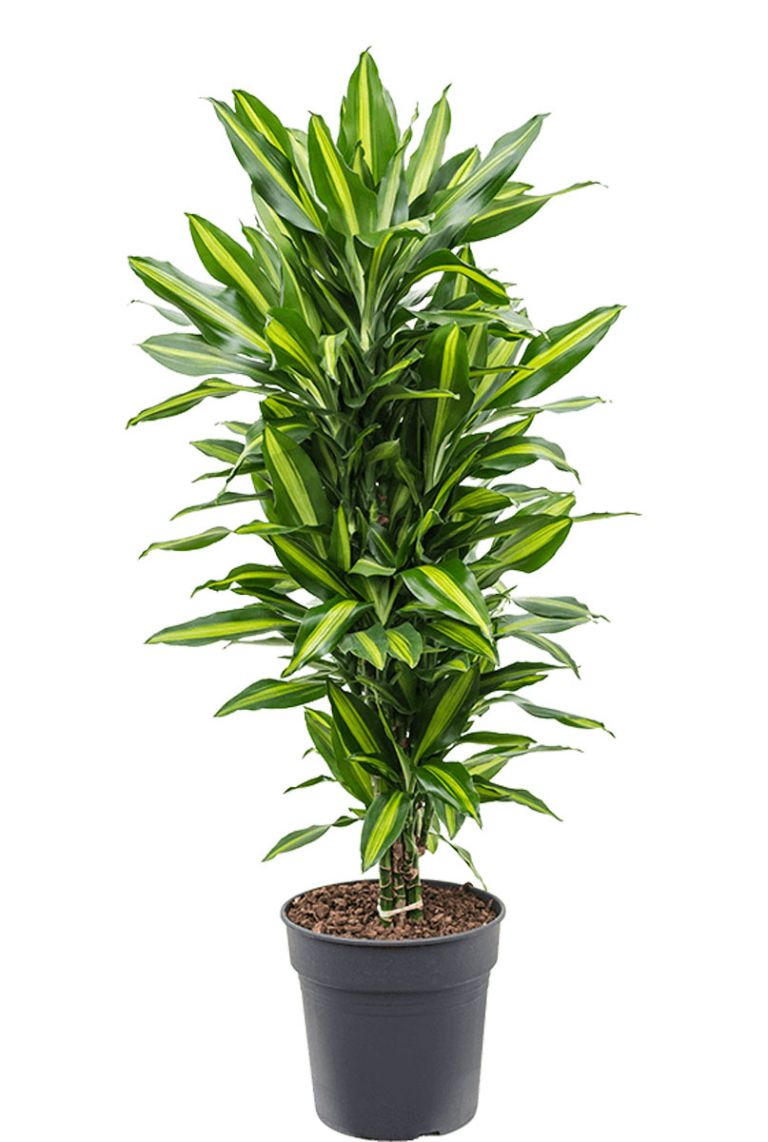 Dracaena Stedneri Cintho | Drachenbaum 110cm kaufen? - 123zimmerpflanzen
