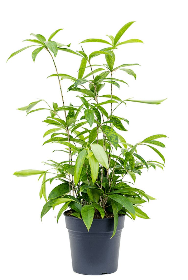 Dracaena Surculosa | Drachenbaum 60cm kaufen? - 123zimmerpflanzen