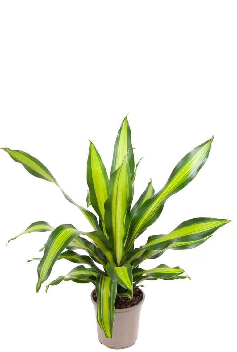 efeutute n joy kaufen Efeutute - Scindapsus (Epipremnum) N'joy - 12cm